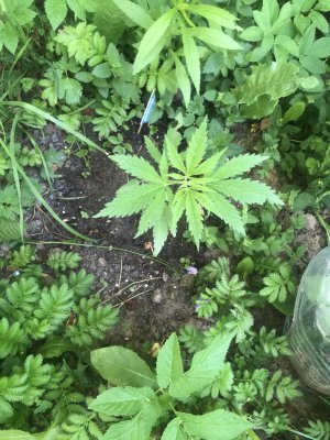 D54782A8-EE3F-4485-BABE-24DC70F3ACD2.jpeg D54782A8-EE3F-4485-BABE-24DC70F3ACD2.jpeg