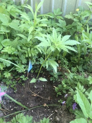 E1477A95-7BE7-47F4-93D3-0045811BF283.jpeg E1477A95-7BE7-47F4-93D3-0045811BF283.jpeg