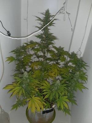 20220707_075638.jpg 20220707_075638.jpg