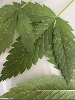 Снимок экрана 2022-07-07 в 11.04.21.png Снимок экрана 2022-07-07 в 11.04.21.png