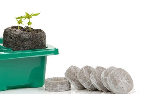 проращивание семян конопли проращивание семян конопли