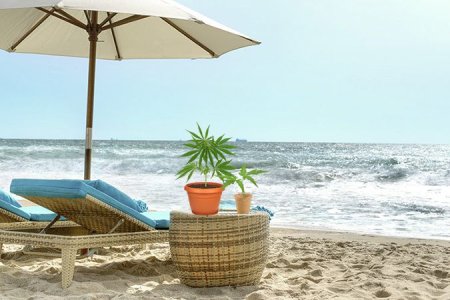 благоприятные условия для рассады конопли