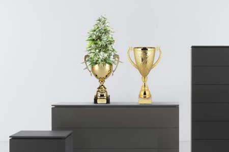 сорт конопли ак-47 сорт конопли ак-47