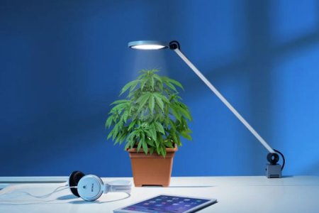 какое освещение нужно для конопли какое освещение нужно для конопли