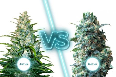 Автоцветущие и фотопериодные сорта конопли Автоцветущие и фотопериодные сорта конопли