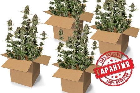 Качество урожая разных видов конопли Качество урожая разных видов конопли