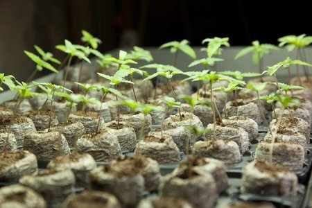 проращивание семян марихуаны проращивание семян марихуаны