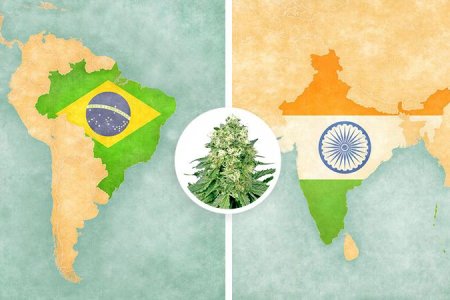 Сорт травы Белая Вдова Сорт травы Белая Вдова