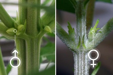 Этапы цветения конопли Этапы цветения конопли