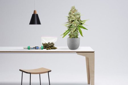 Финальный этап цветения конопли Финальный этап цветения конопли