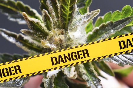 Белая гниль Белая гниль