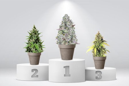 ТОП убойных автоцветущих сортов конопли ТОП убойных автоцветущих сортов конопли