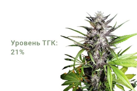 Сорт конопли LSD-25 Auto Сорт конопли LSD-25 Auto