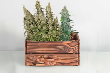 Харвест конопли Харвест конопли