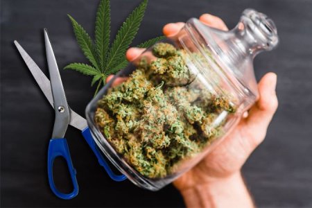 дефолиация марихуаны дефолиация марихуаны