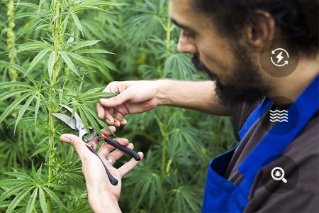 преимущества дефолиации преимущества дефолиации