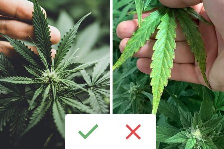 дефолиация обрезка конопли дефолиация обрезка конопли