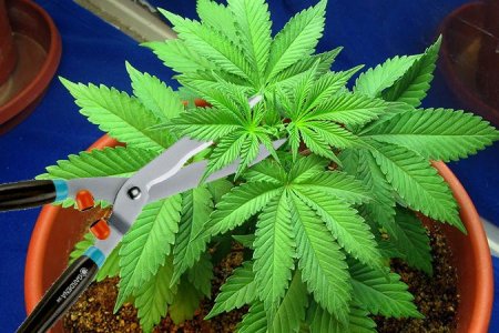 дефолиация на вегетации дефолиация на вегетации