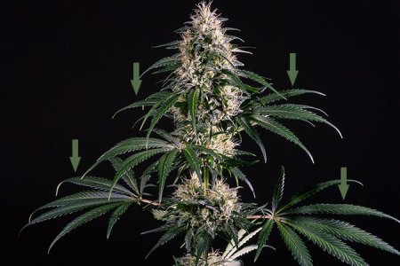 дефолиация в цветение дефолиация в цветение