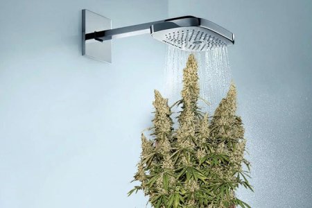 полив конопли полив конопли