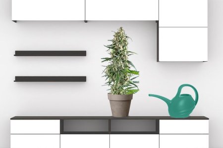 правильный полив каннабиса правильный полив каннабиса