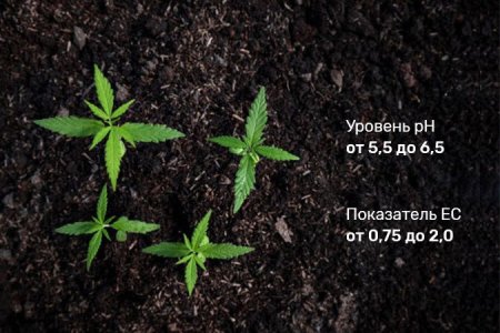 грунт для полива конопли грунт для полива конопли