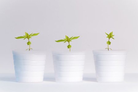 горшки для конопли горшки для конопли