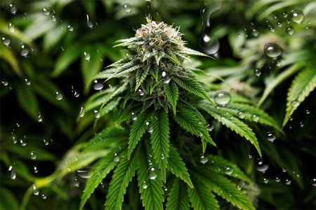 Вода для полива конопли в аутдоре Вода для полива конопли в аутдоре