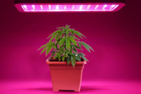 Гроубокс для конопли оборудование