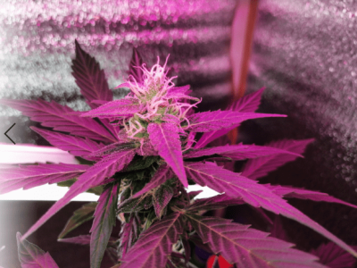 1612619176860.png 1612619176860.png