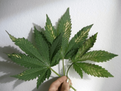 1613484128985.png 1613484128985.png