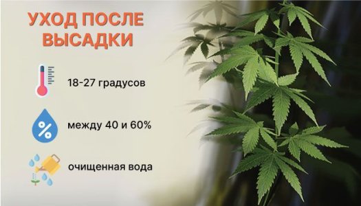 Уход за автоцветом в домашних условиях