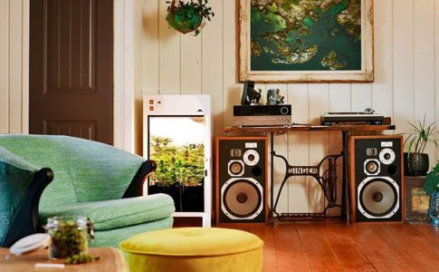 Место для выращивания конопли Место для выращивания конопли