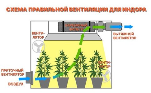 Вентиляция для конопли Вентиляция для конопли