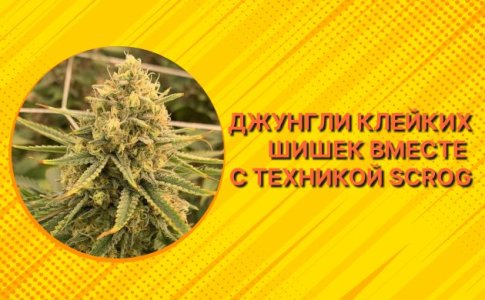 ScrOG - метод выращивания конопли ScrOG - метод выращивания конопли