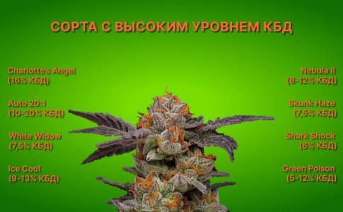 Сорта с высоким уровнем КБД Сорта с высоким уровнем КБД