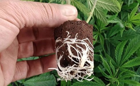 Корневая система конопли Корневая система конопли