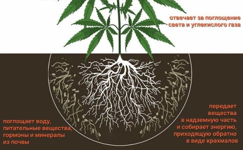 Корень конопли Корень конопли