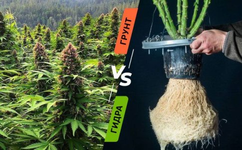 Грунт или гидропоника - что лучше для корней конопли? Грунт или гидропоника - что лучше для корней конопли?
