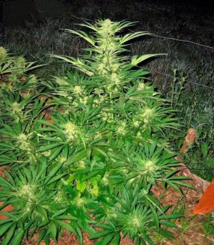 сорт конопли Critical Mass CBD.jpg сорт конопли Critical Mass CBD.jpg