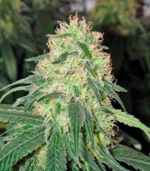 сорт конопи California Hash Plant.jpg сорт конопи California Hash Plant.jpg