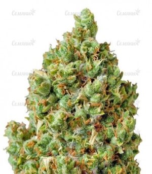 critical kush.jpg critical kush.jpg