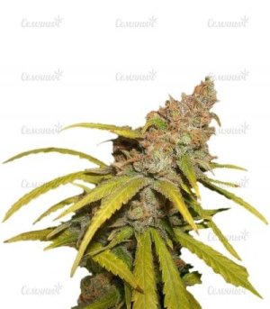 Pineapple Chunk.jpg Pineapple Chunk.jpg