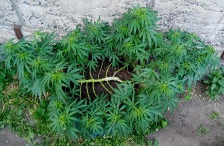 IMG_20220710_205439.jpg IMG_20220710_205439.jpg