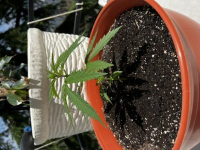 83605657-A19E-4317-BEC0-6EFF8803BD94.jpeg 83605657-A19E-4317-BEC0-6EFF8803BD94.jpeg