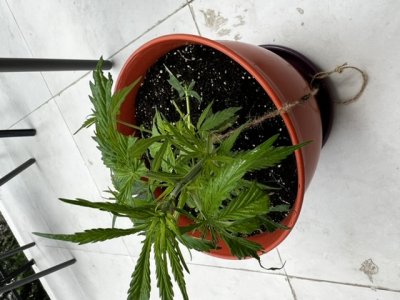 35DCF1CC-8AFD-4E21-980E-203C32977B4F.jpeg 35DCF1CC-8AFD-4E21-980E-203C32977B4F.jpeg