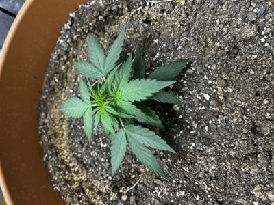 CD045734-C8EA-4C3B-98F0-BA6A5BA986DF.jpeg CD045734-C8EA-4C3B-98F0-BA6A5BA986DF.jpeg