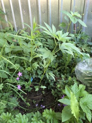 8664E1BF-B97B-4C4B-82DC-7A6E73ACF610.jpeg 8664E1BF-B97B-4C4B-82DC-7A6E73ACF610.jpeg