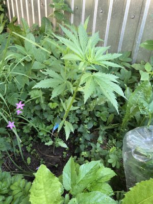 93549937-C0BF-4BE9-80AE-28E0F5DF7264.jpeg 93549937-C0BF-4BE9-80AE-28E0F5DF7264.jpeg