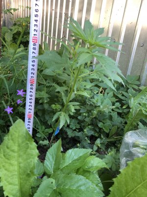 D867F04F-F58C-498E-AD3B-8BB5075E02FB.jpeg D867F04F-F58C-498E-AD3B-8BB5075E02FB.jpeg